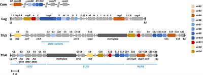 Four Chromosomal Type IV Secretion Systems in Helicobacter pylori: Composition, Structure and Function